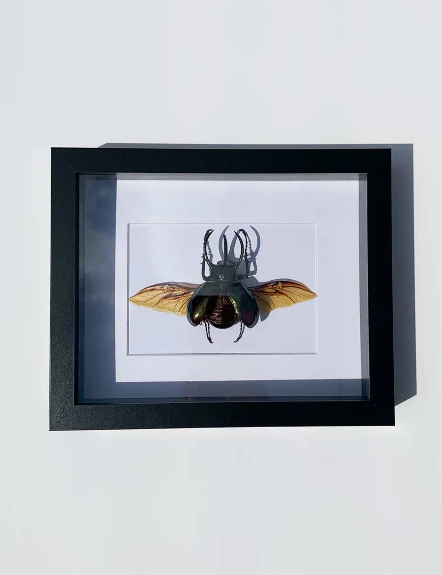 Pinned Insects - Bees & Wings