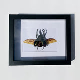 Pinned Insects - Bees & Wings