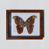 Pinned Insects - Bees & Wings
