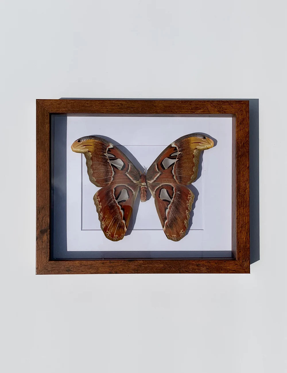 Pinned Insects - Bees & Wings