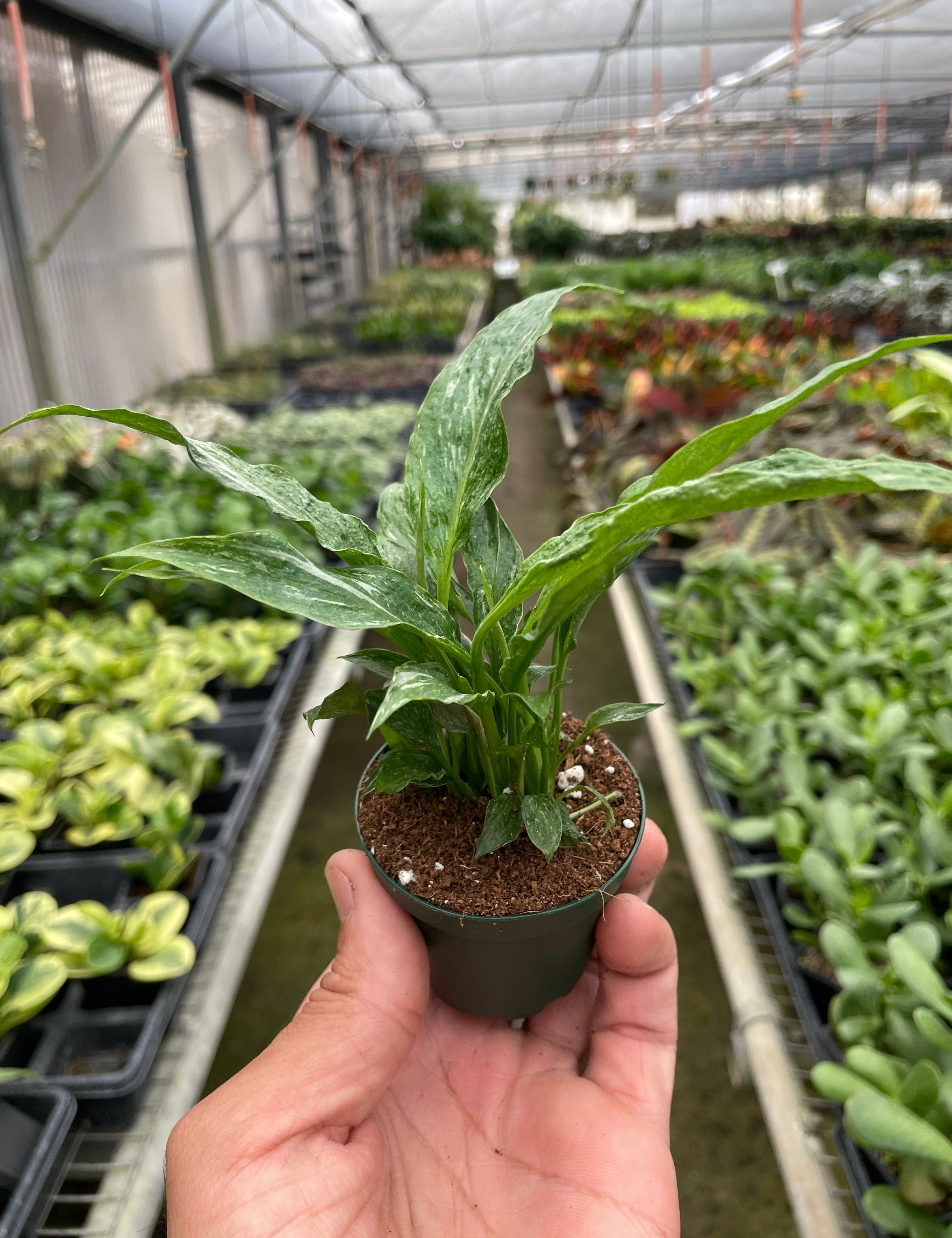 Variegated Spathiphyllum 'Domino'