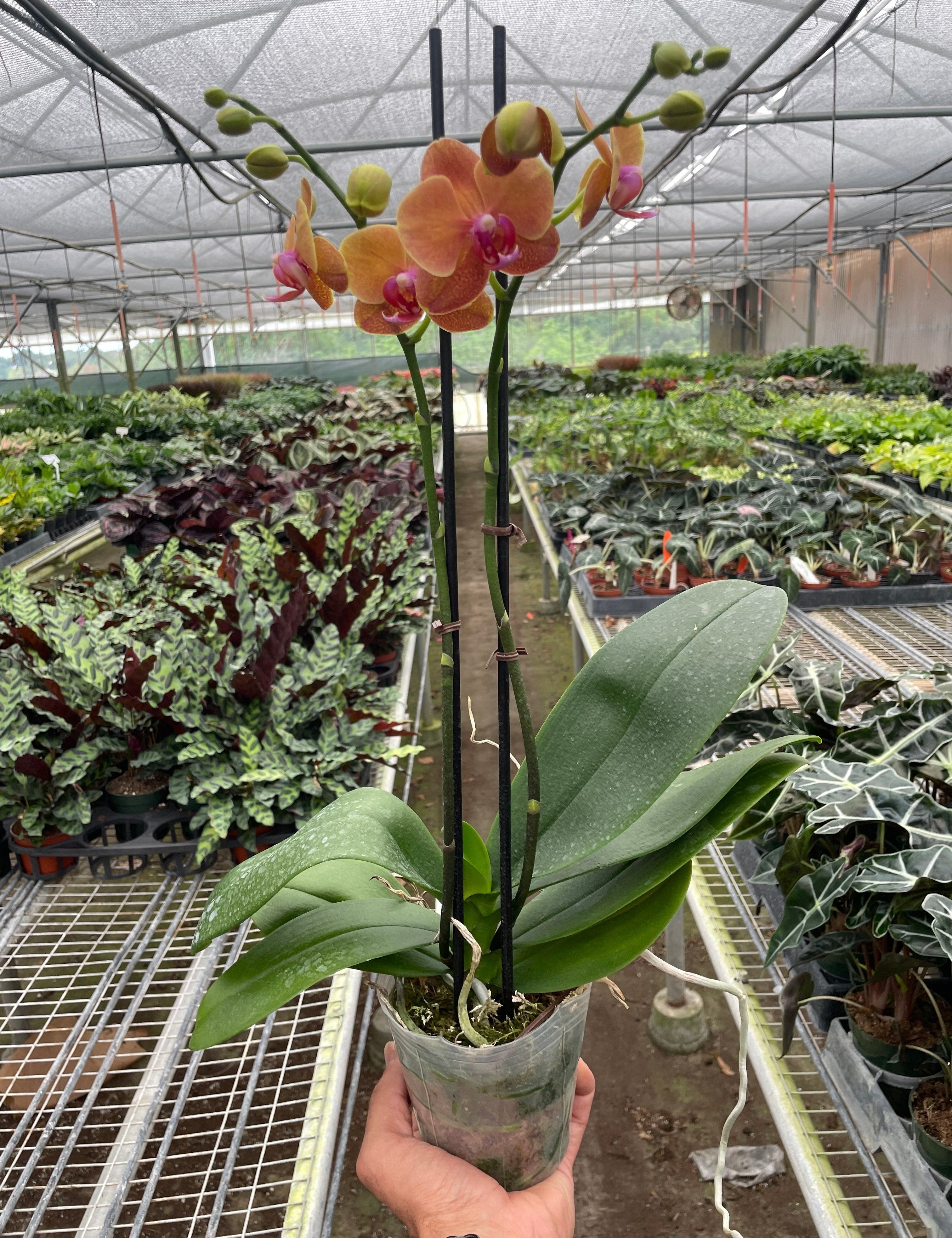 Orchid 'Orange Phalaenopsis'