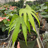 Anthurium Fingers