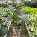 Homalomena 'Emerald Gem'
