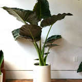 10" Regal Shield Alocasia