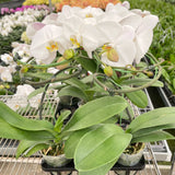 Orchid 'White Phalaenopsis'