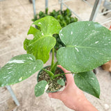 Monstera 'Thai Constellation'