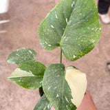 Monstera 'Thai Constellation'