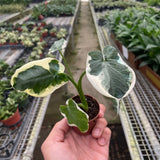 Alocasia 'Mickey Mouse' (Xanthosoma sagittifolium 'Variegatum Monstrosum')