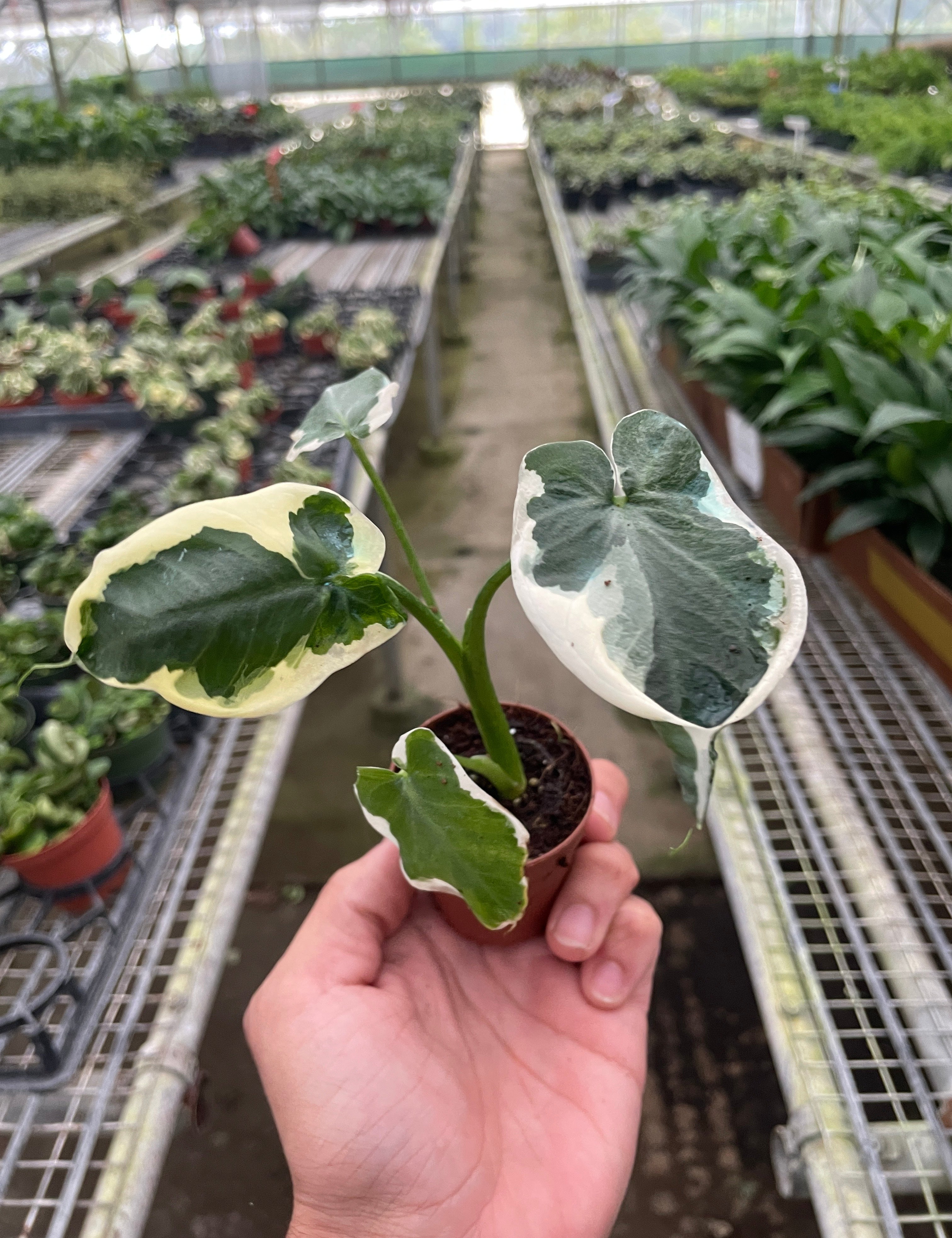 Alocasia 'Mickey Mouse' (Xanthosoma sagittifolium 'Variegatum Monstrosum')