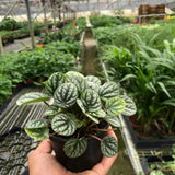 Peperomia 'Burbella'