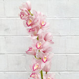 2 Gallon Cymbidium Orchud Pink