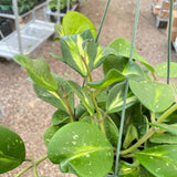 Hoya Obovata Reverse