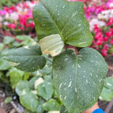 Monstera 'Thai Constellation'