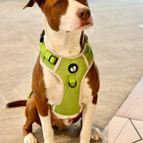 The Planted Pup Harness - 4 Sizes