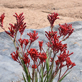 1 Gallon Kanga Red Kangaroo Paw Anigozanthos 'Kanga Red'