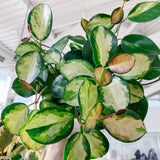 4" Hoya Australis Lisa