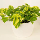 6" Lemon Meringue Pothos