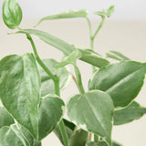 Peperomia 'Cupid'
