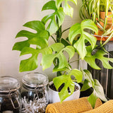 5" Mini Monstera 'Rhaphidophora Tetrasperma'