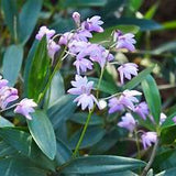 5" Pink Rock Orchid