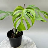 6" Monstera Sierrana