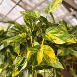 6" Pothos Patricio