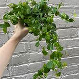 6" Ficus Repens