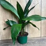 6" Cast Iron Plant