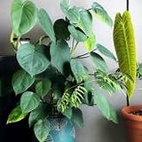 8" Syngonium Chiapense