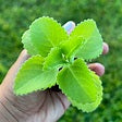 4" Cuban Oregano