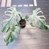 6” Monstera Devil (RARE)