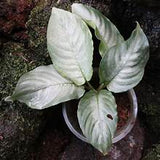 5" Schismatoglottis Silver