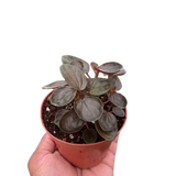 Peperomia 'Rugosa'