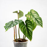 5" Philodendron Plowmanii