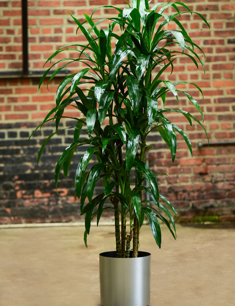 10" Dracaena Elegance 'Lisa' - 2 Sizes