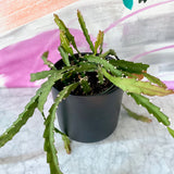 4" Rhipsalis Cruciformis (Pink Rhipsalis)