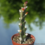 4" Rhipsalis Cruciformis (Pink Rhipsalis)
