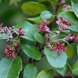 4" Catalina Currant Ribes viburnifolium