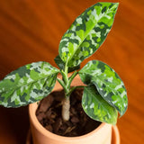 4"  Aglaonema Pictum Tricolor