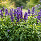 4" Salvia Farinacea 'Victoria Blue'