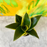 2" Sansevieria Hahnii Black Gold