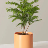 4" Norfolk Island Pine (Araucaria heterophylla)