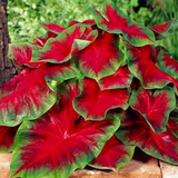 4" Caladium