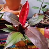 6" Philodendron Red Sun