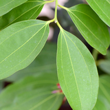 10" Canela 'Cinnamon Bark Tree'