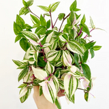 6" Tradescantia Fluminensis