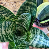 4" Sansevieria Parva