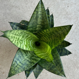 4" Sansevieria Tiger Star