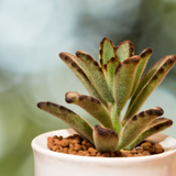 4" Kalanchoe Tomentosa Succulent